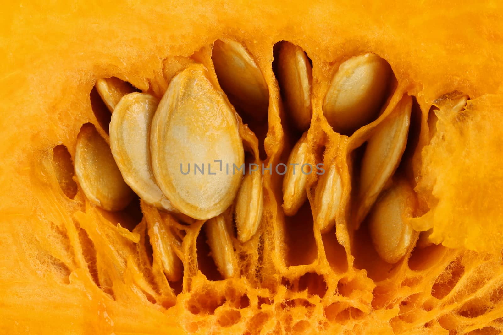 Close up of texture pumpkin. Whole background.