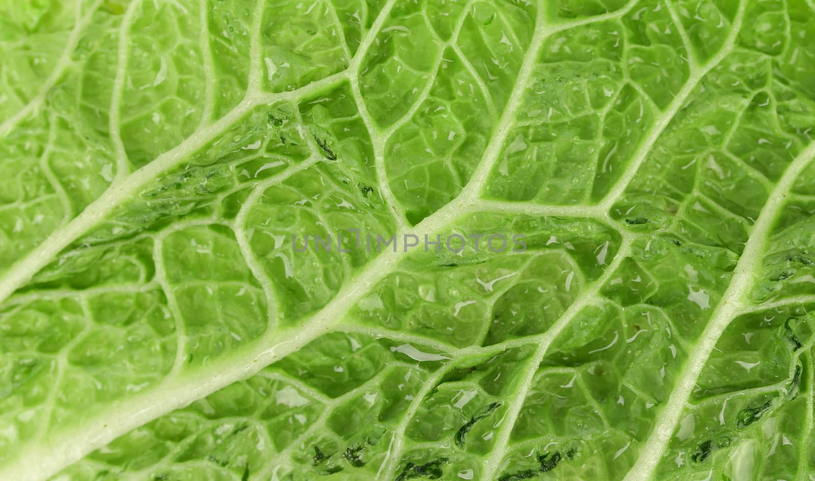 Close up leaf of chenese cabbage. Whole background.