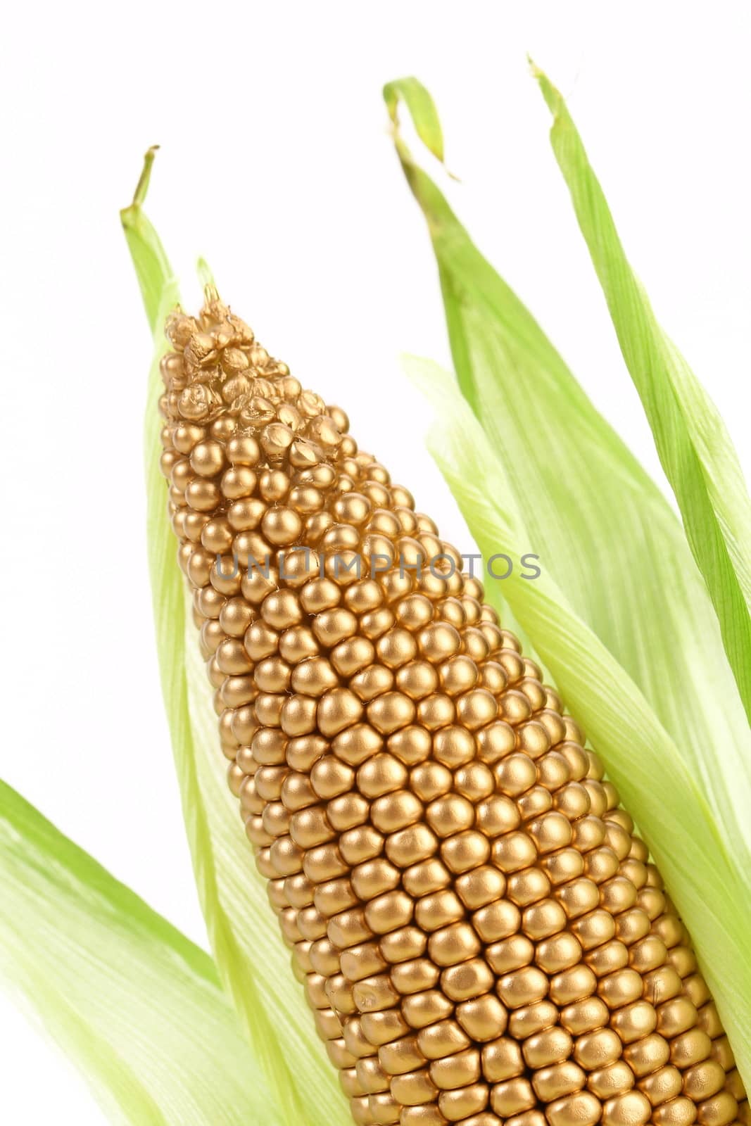 Golden ear surrounded by green leaves. White background.