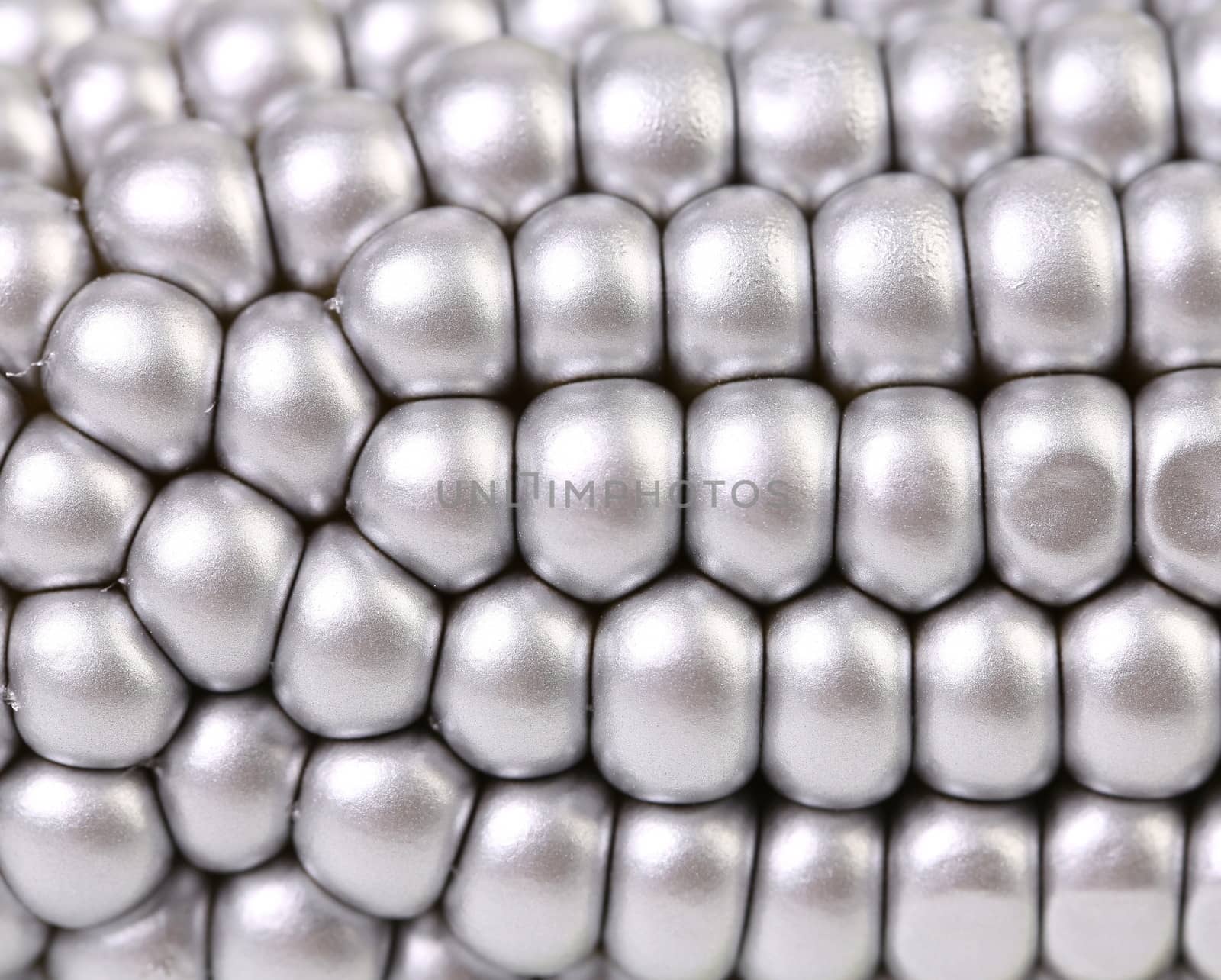 Background of silver indian corn. Close up. Whole background.