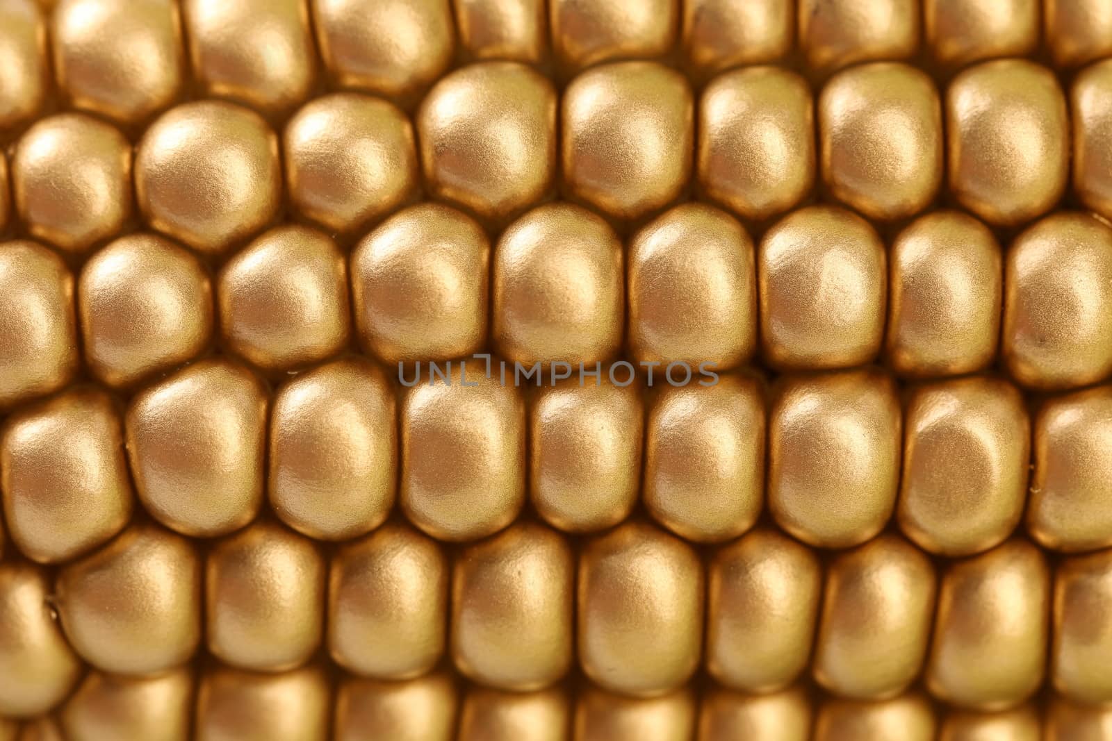 Background of golden indian corn. Close up. Whole background.