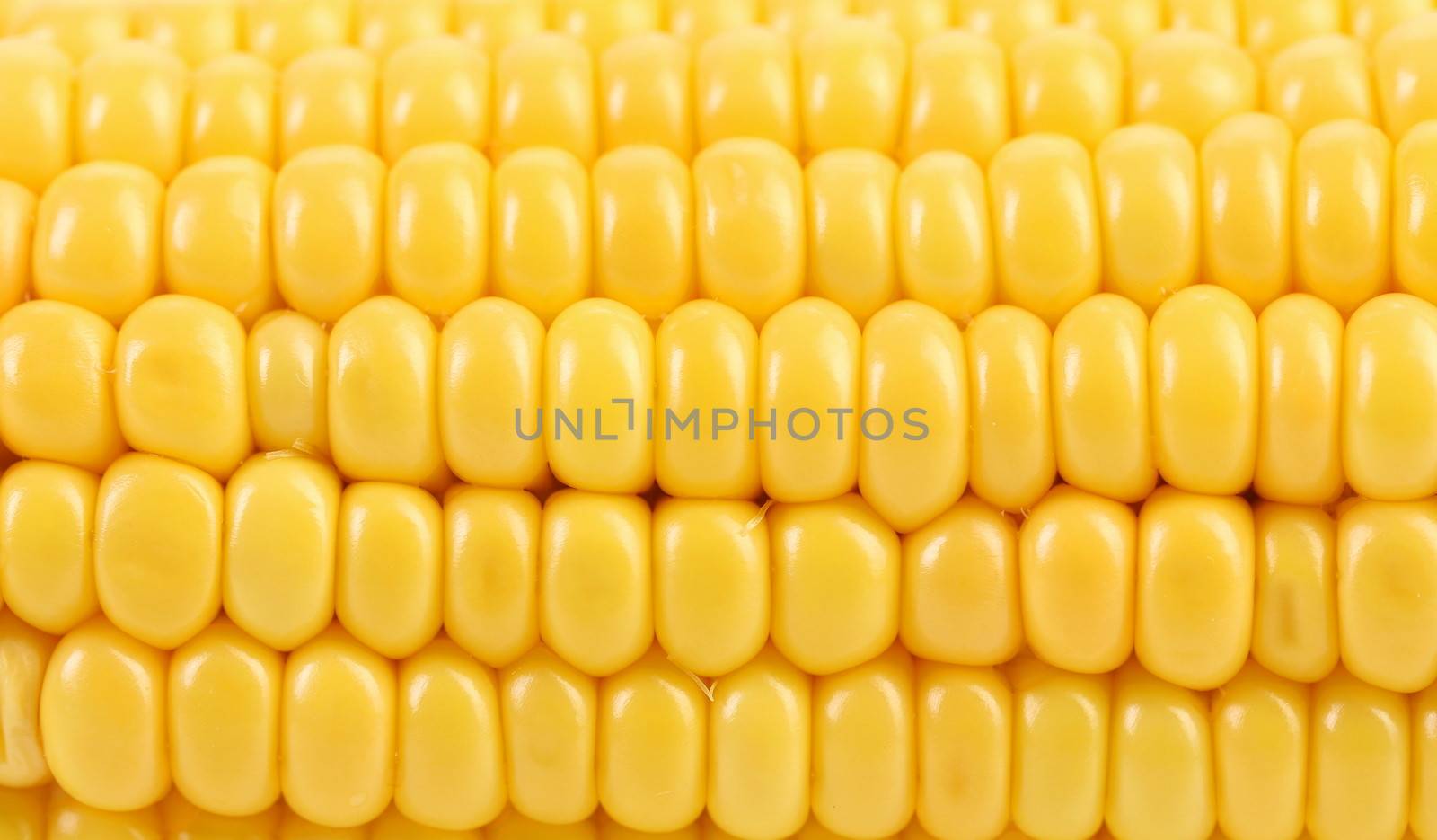 Background of indian corn. Close up. Whole background.