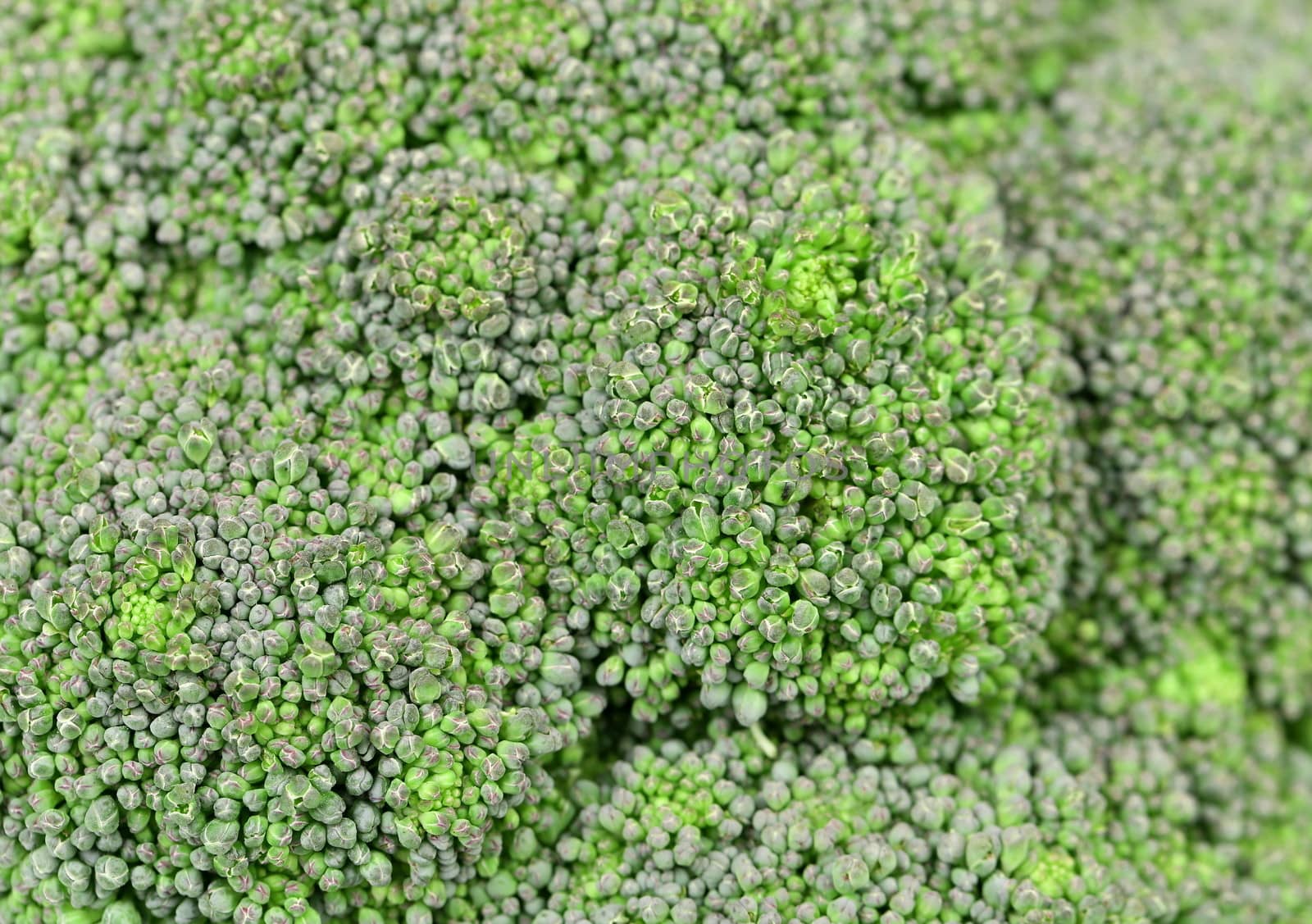 Background of fresh broccoli. Macro. Whole background.