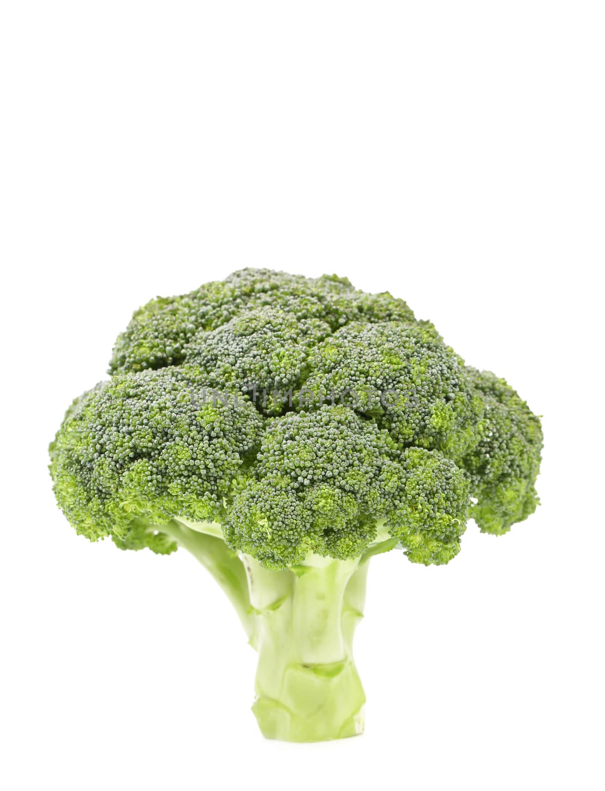 Fresh healthy brocoli isolated on a white background.