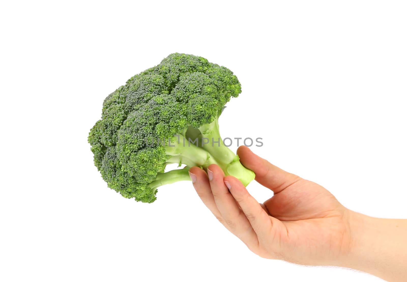 Hand holds fresh healthy brocoli isolated on a white background.