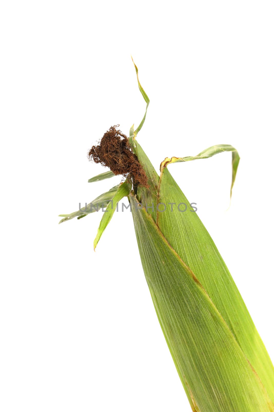 Fresh corn ear with isolated on a white background