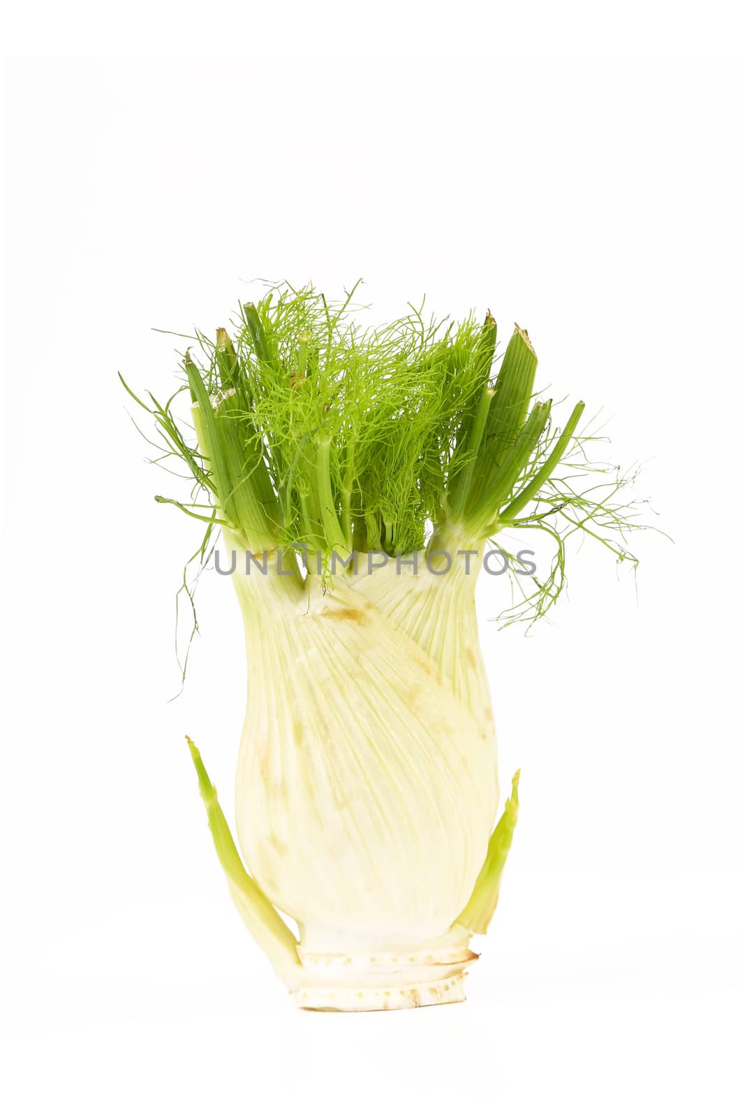 Fresh, organic fennel on a white background