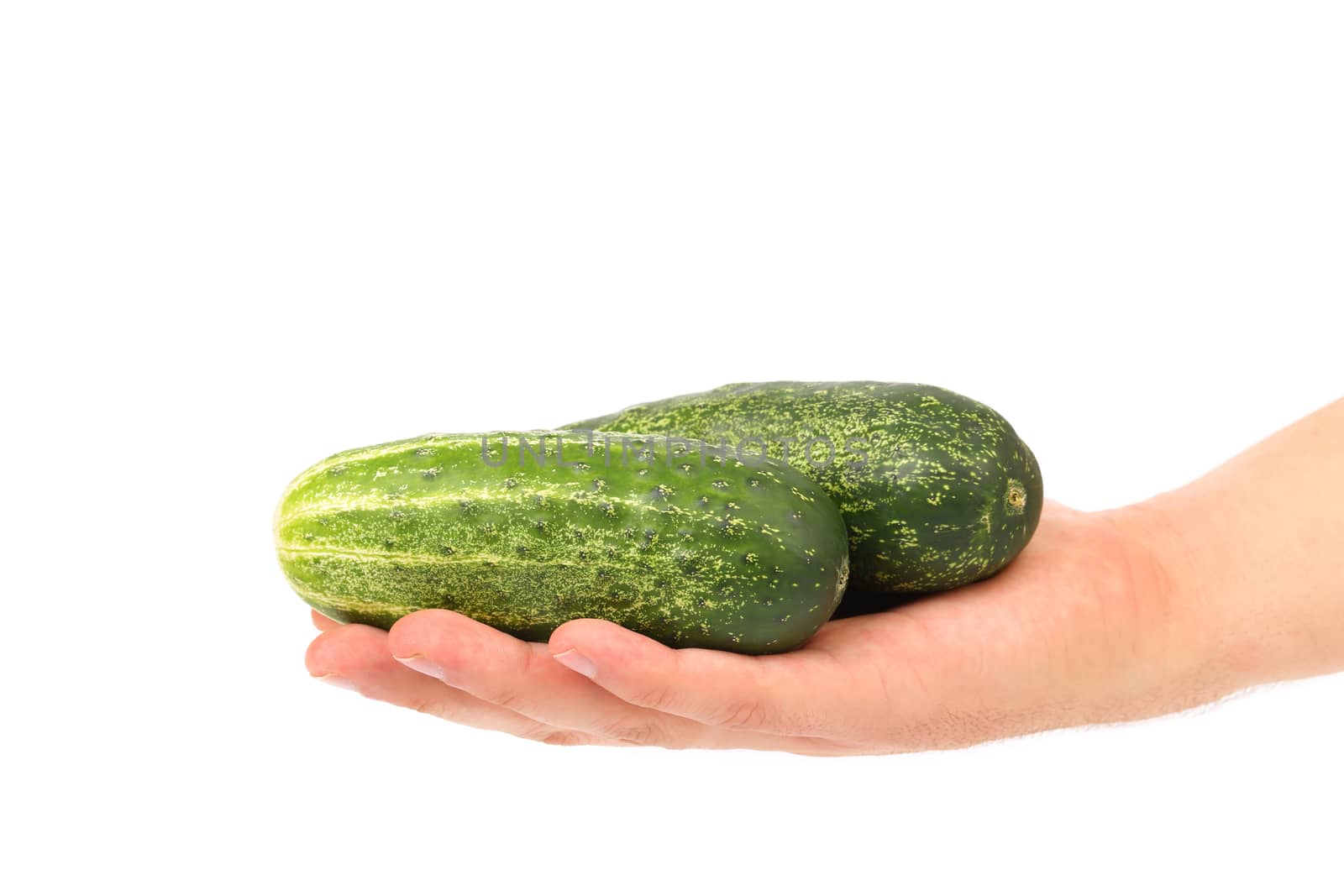 Hand holds two cucumbers. Isolated on a white background.
