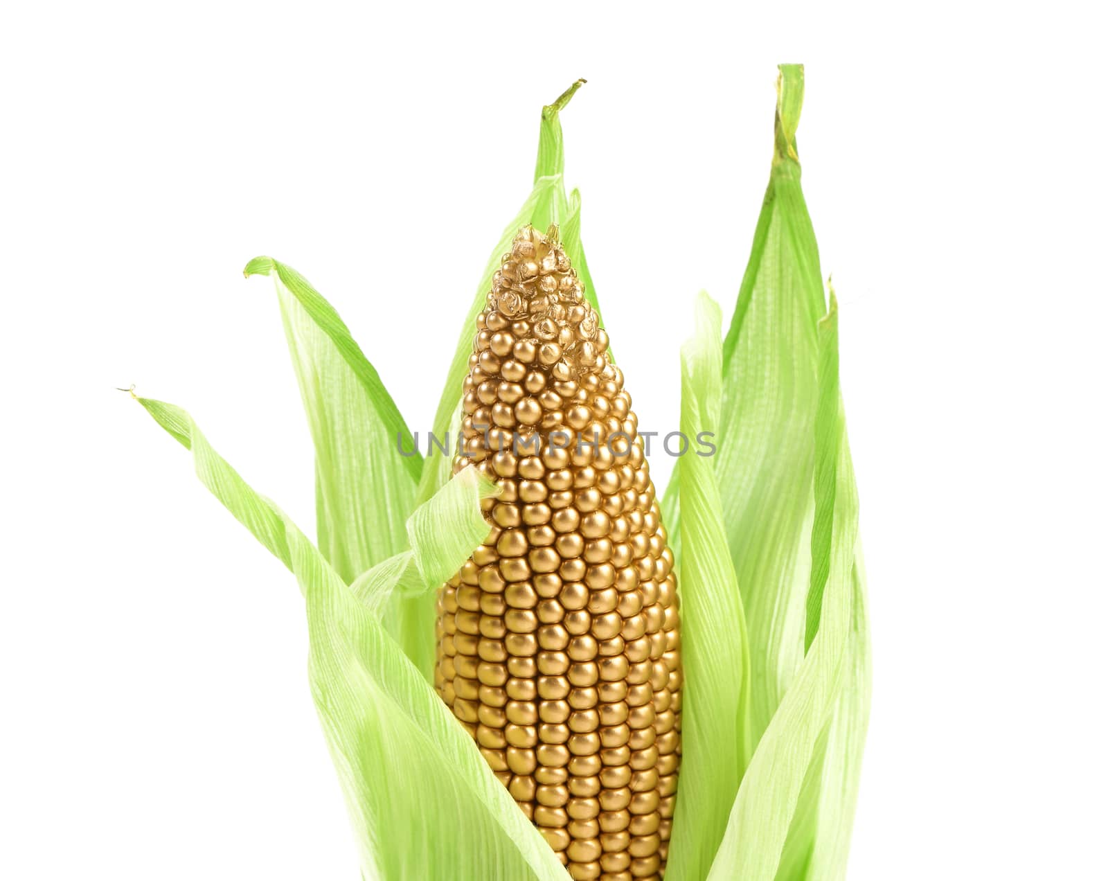 Golden ear in an environment of fresh green leaves. Close up.
