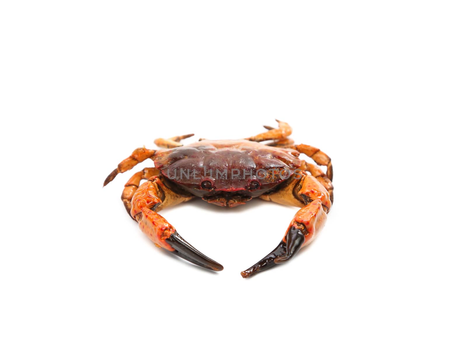 seafood red crab isolated on a white background