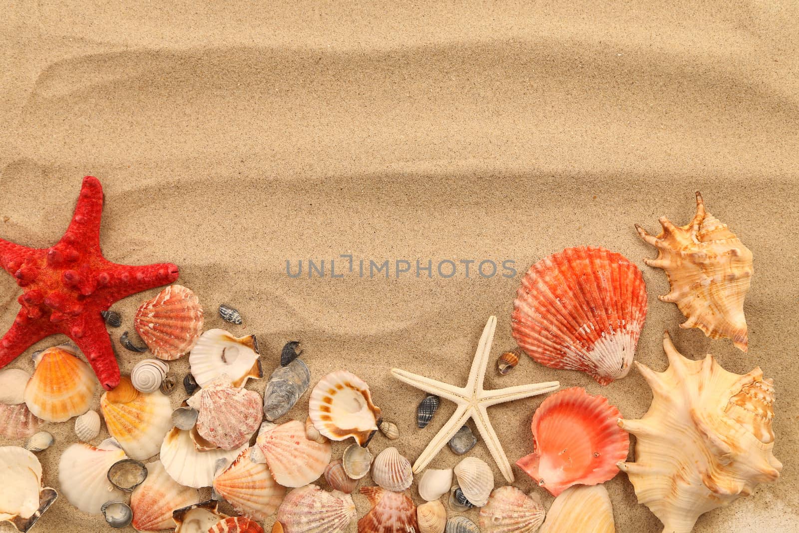 Lot of shells and seastars on sandy background. Frame.