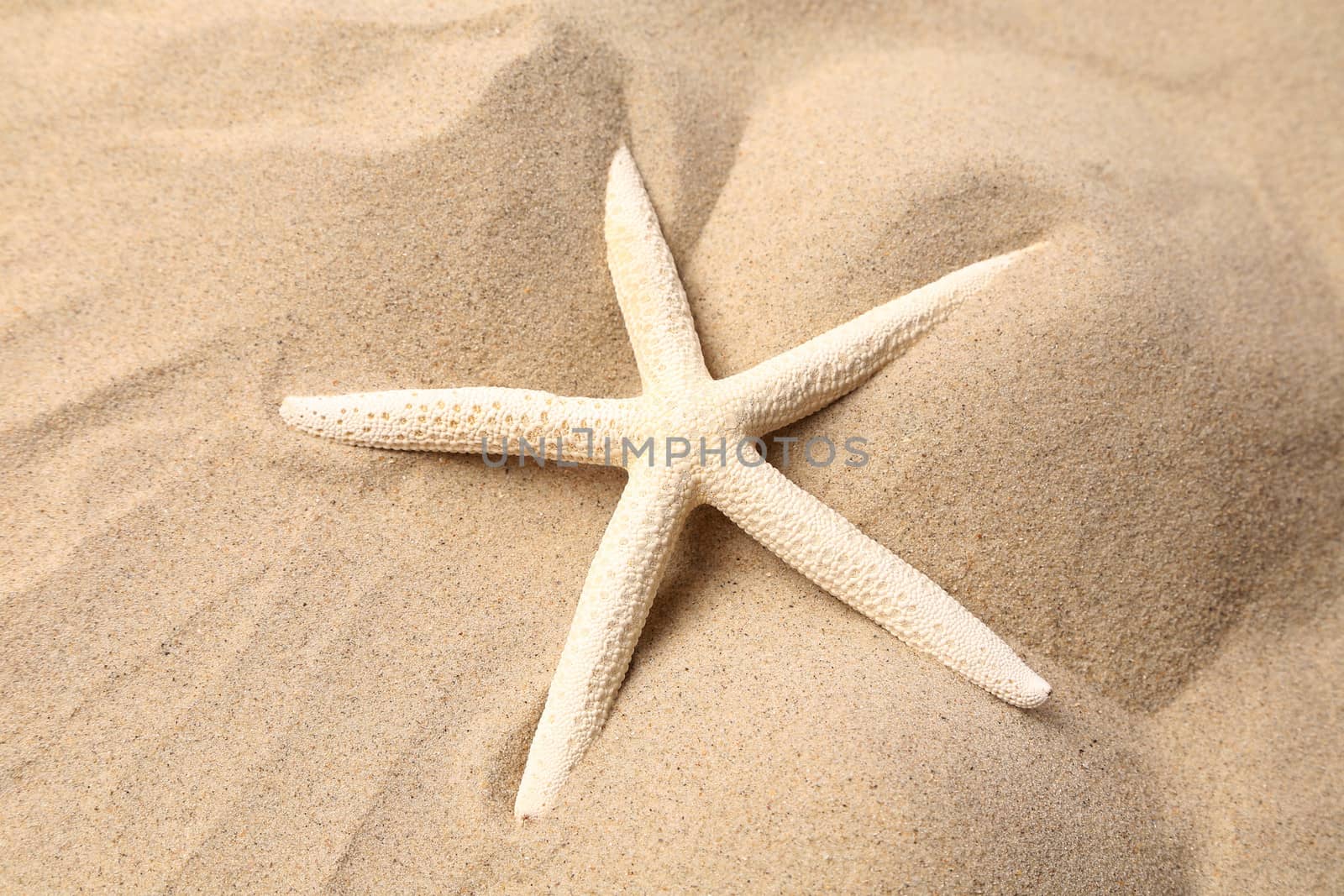 White starfish on a sand background. Close up.
