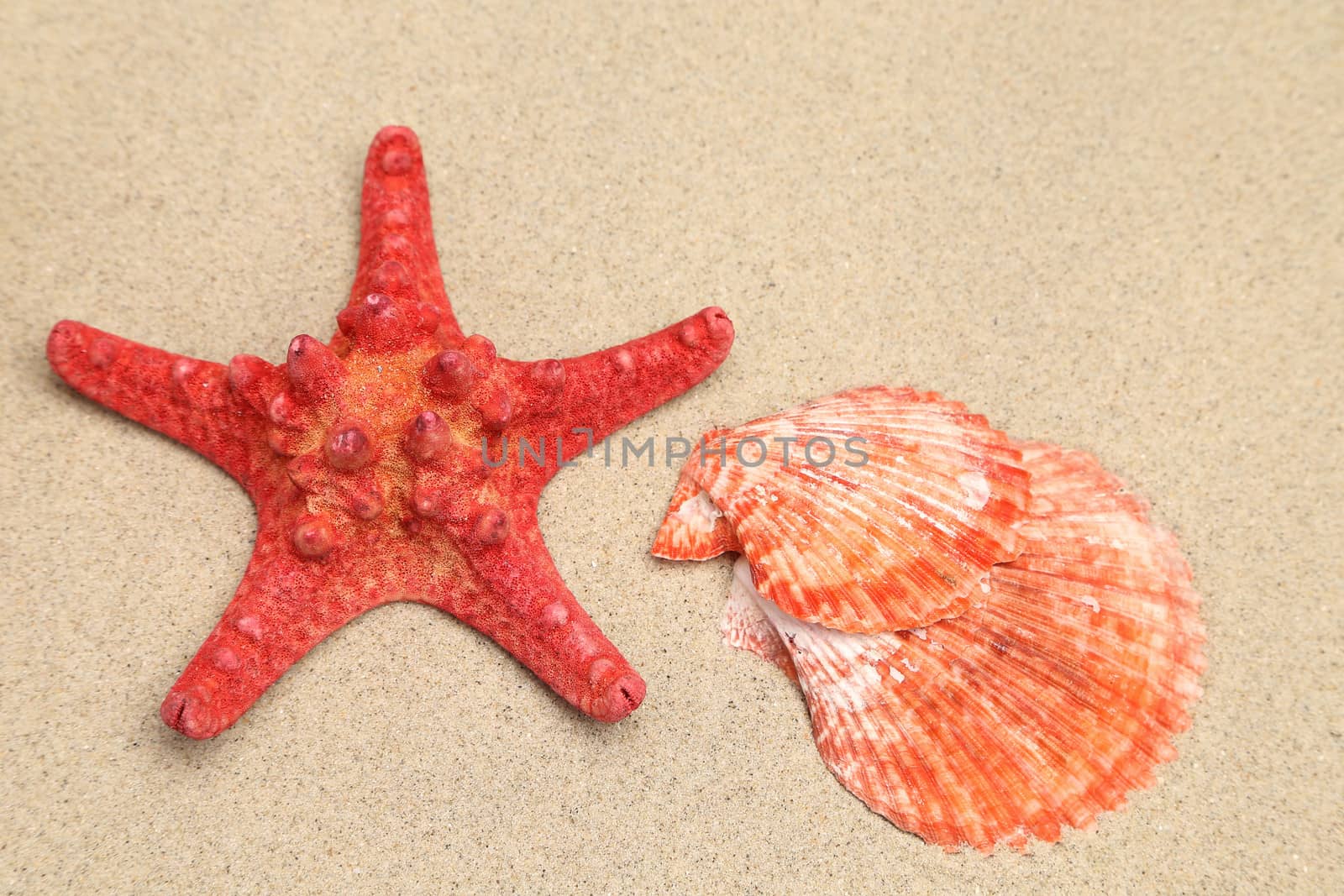 Red starfish and shell on sandy background. Close up.