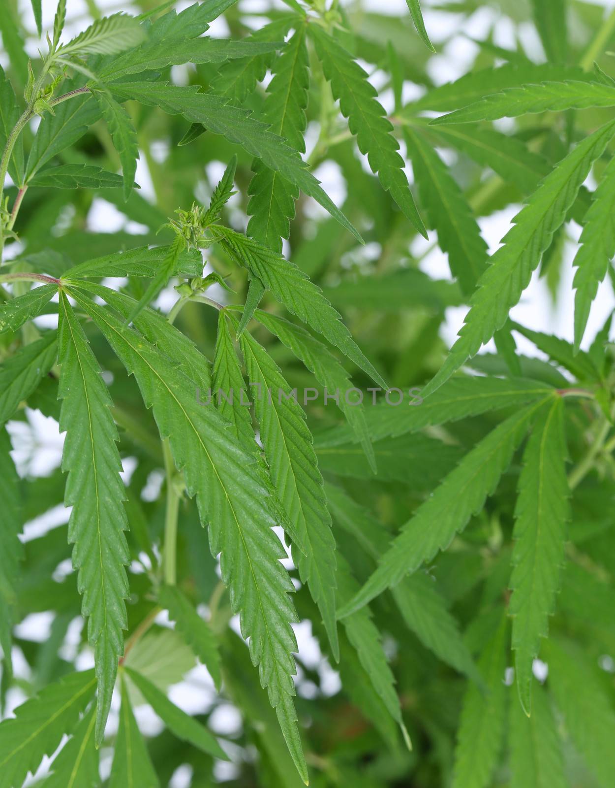 Cannabis (marijuana) plant. Close uip. Whole background.