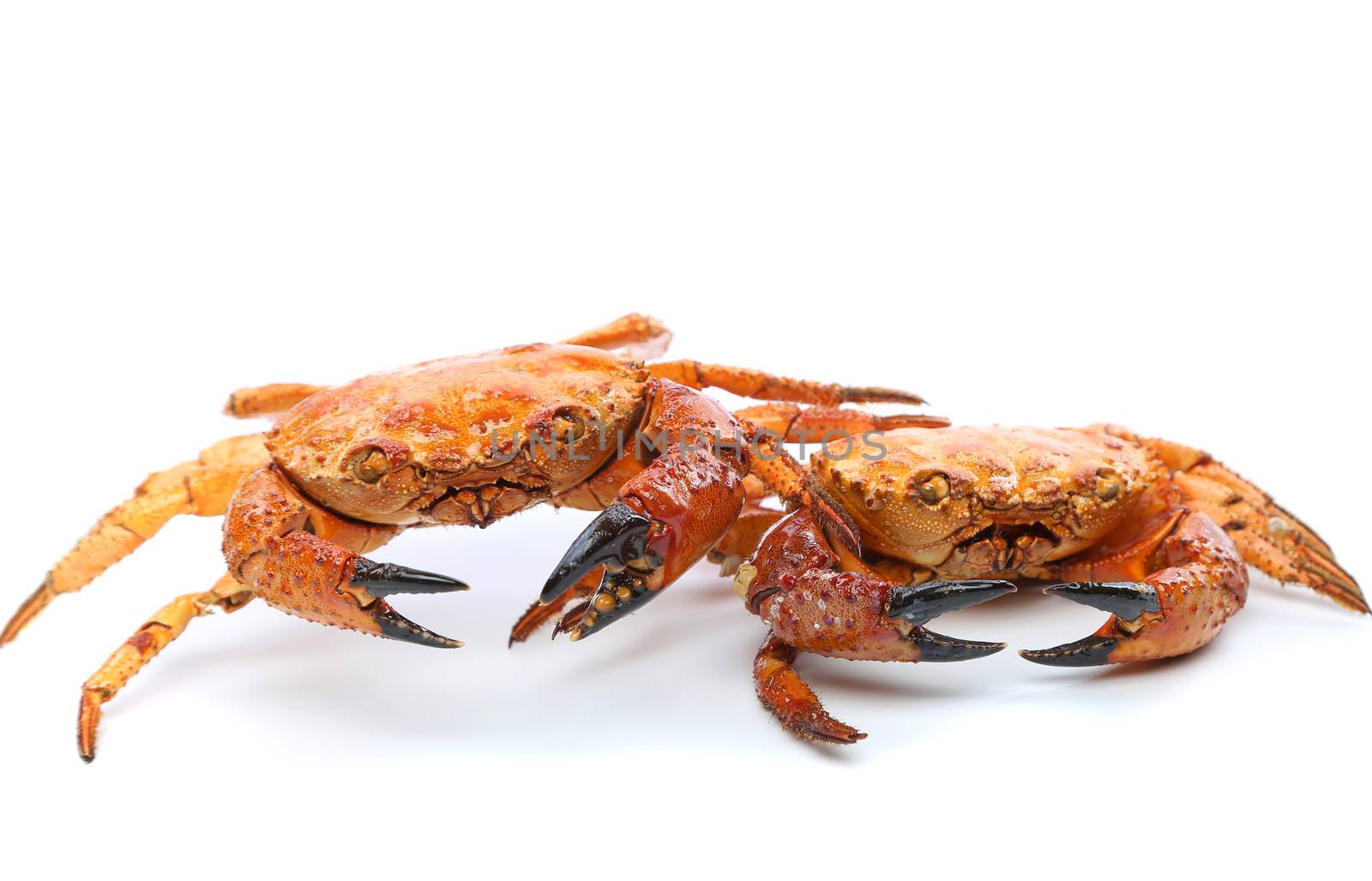 Prepared two crabs isolated on a white background