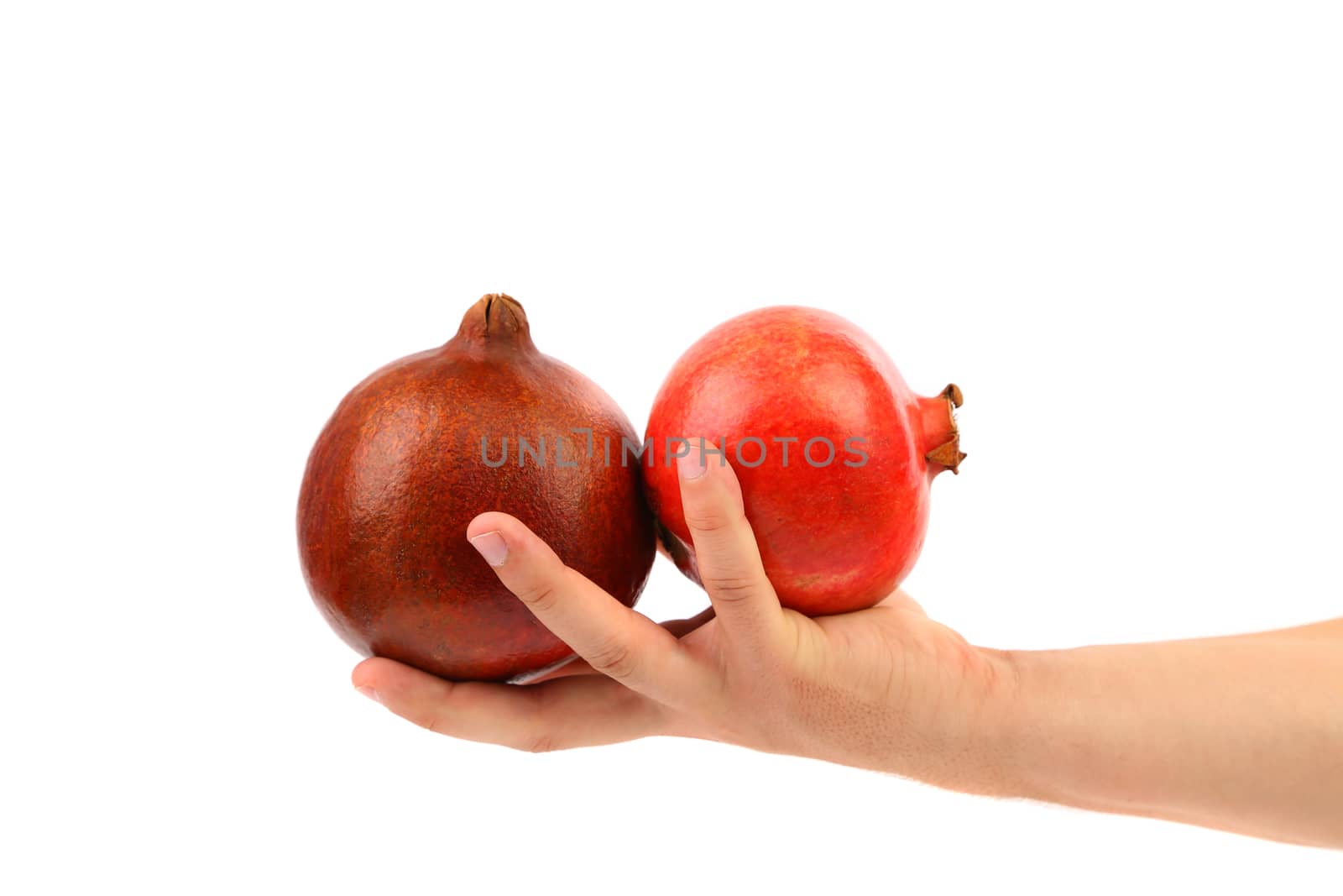 Hand holds two ripe pomegranates. White background.