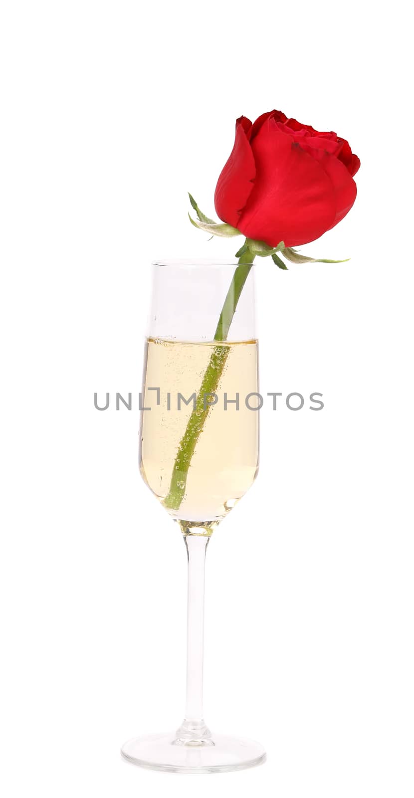 Red rose in glass of champagne on a white background