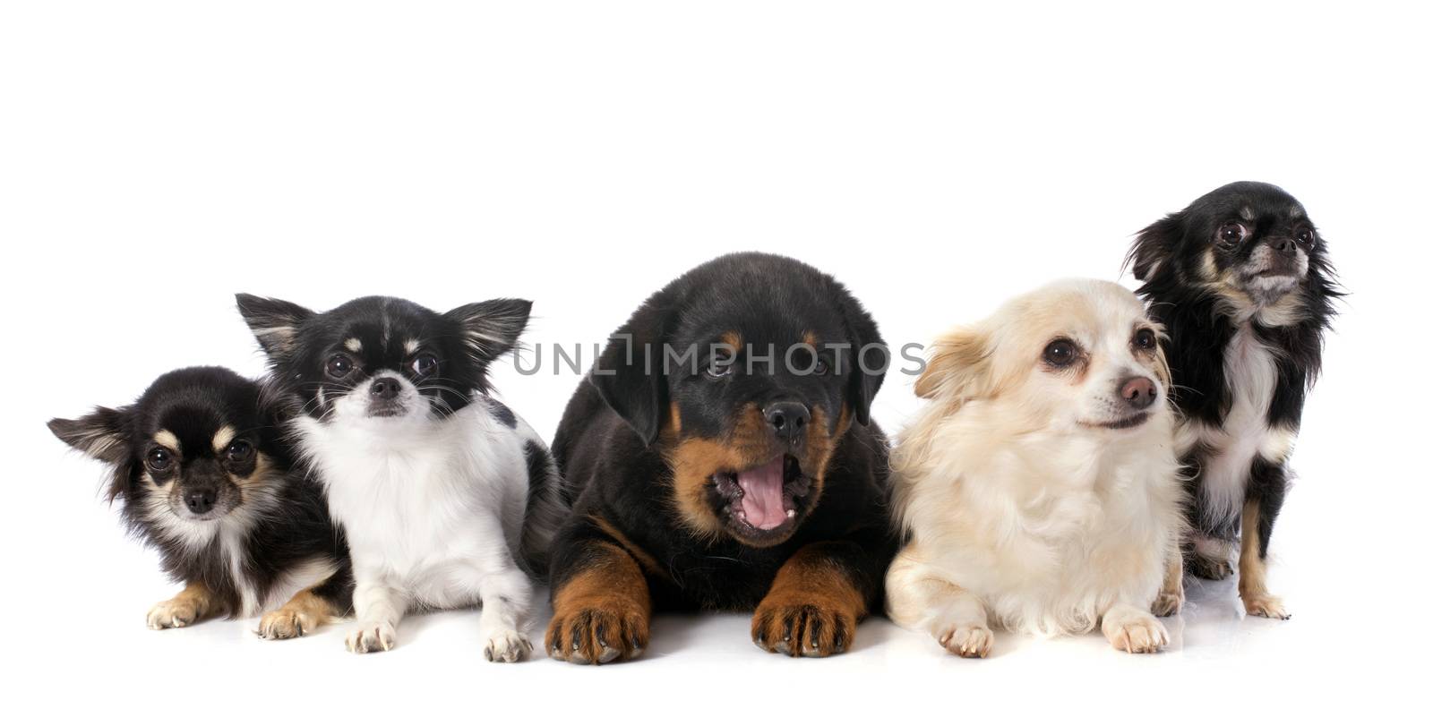 puppy rottweiler and chihuahuas by cynoclub