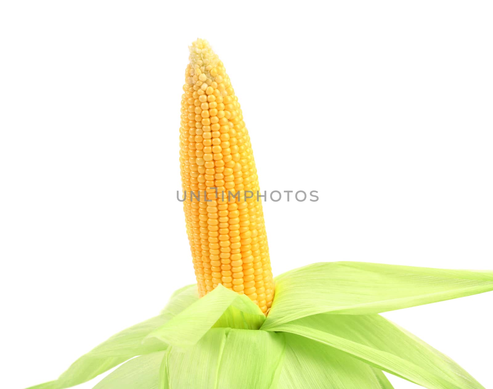 Fresh raw corncob isolated on the white background