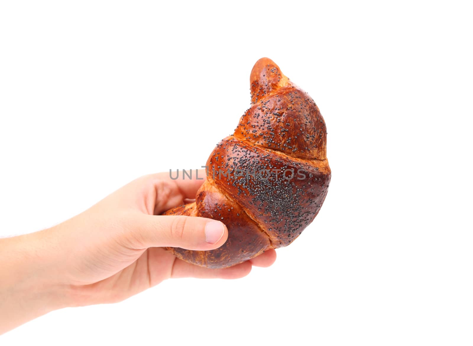 Hand holds appetizing croissant. Close up. White background.