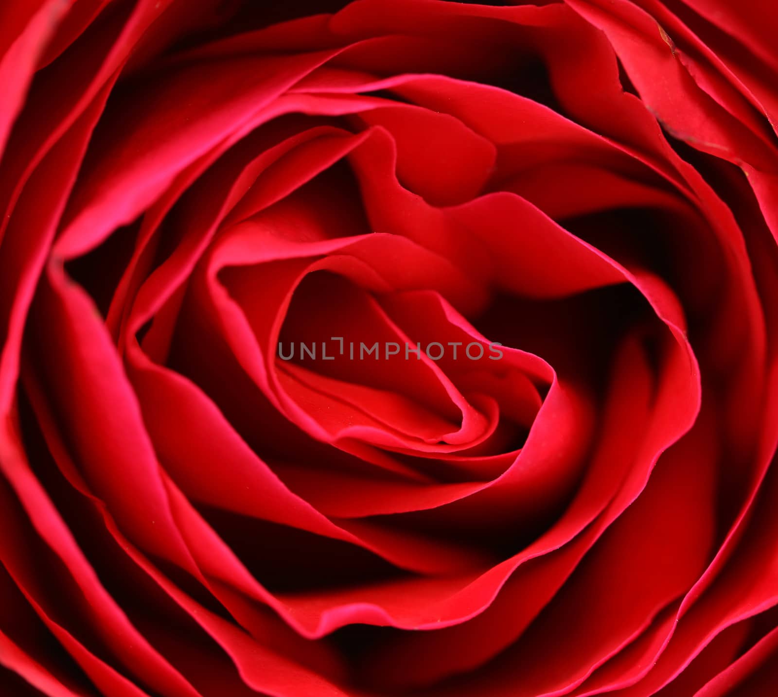 Close up of red rose petal. Background.