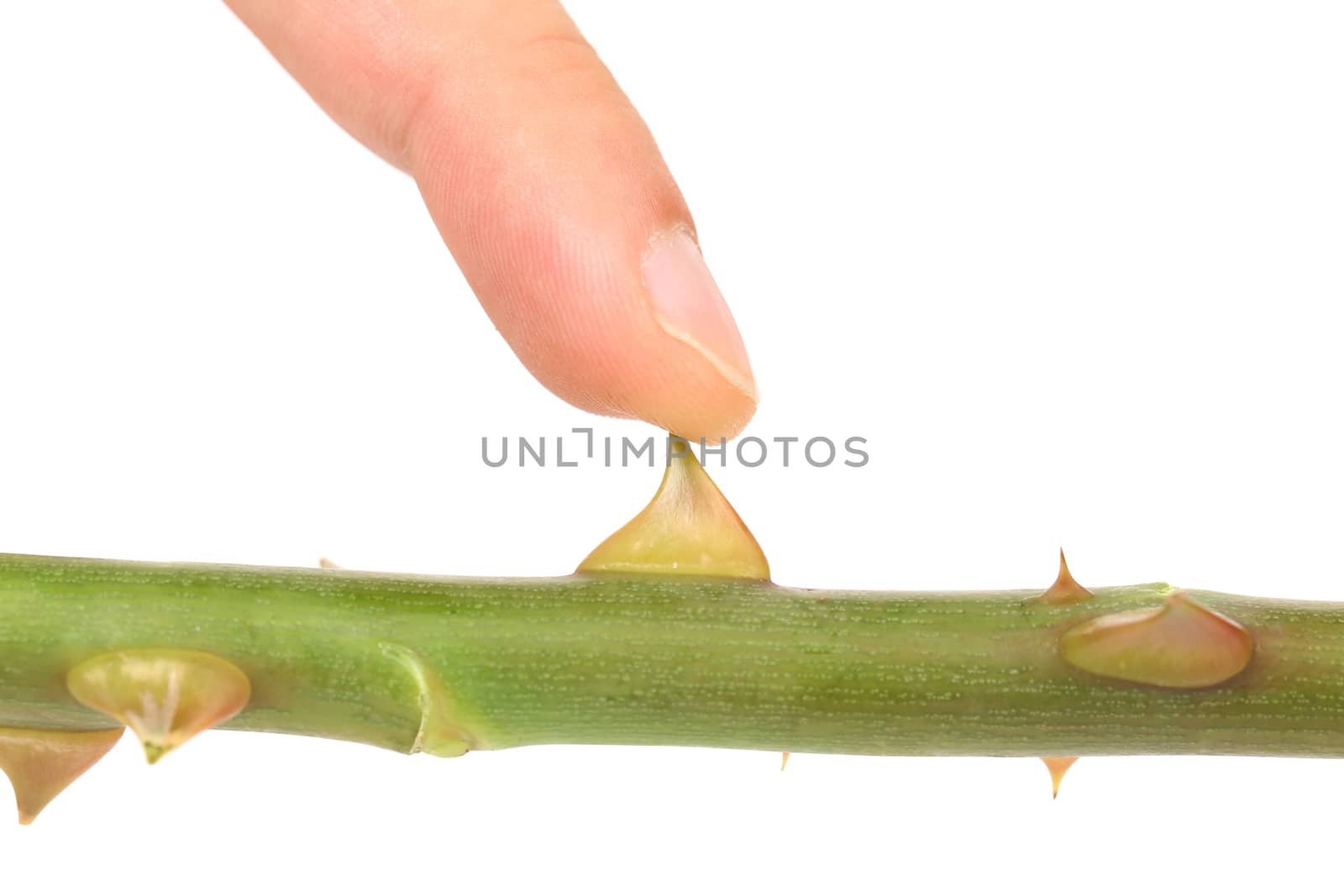 Finger touchs Rose thorn. Isolated on a white background.