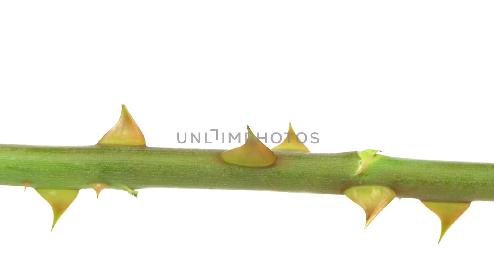 Rose thorn. Isolated on a white background.