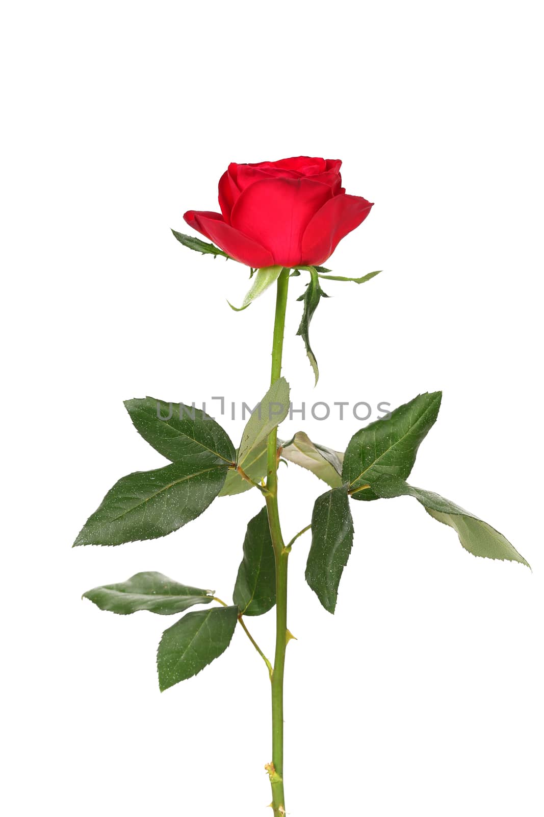 Red rose isolated on a white background.