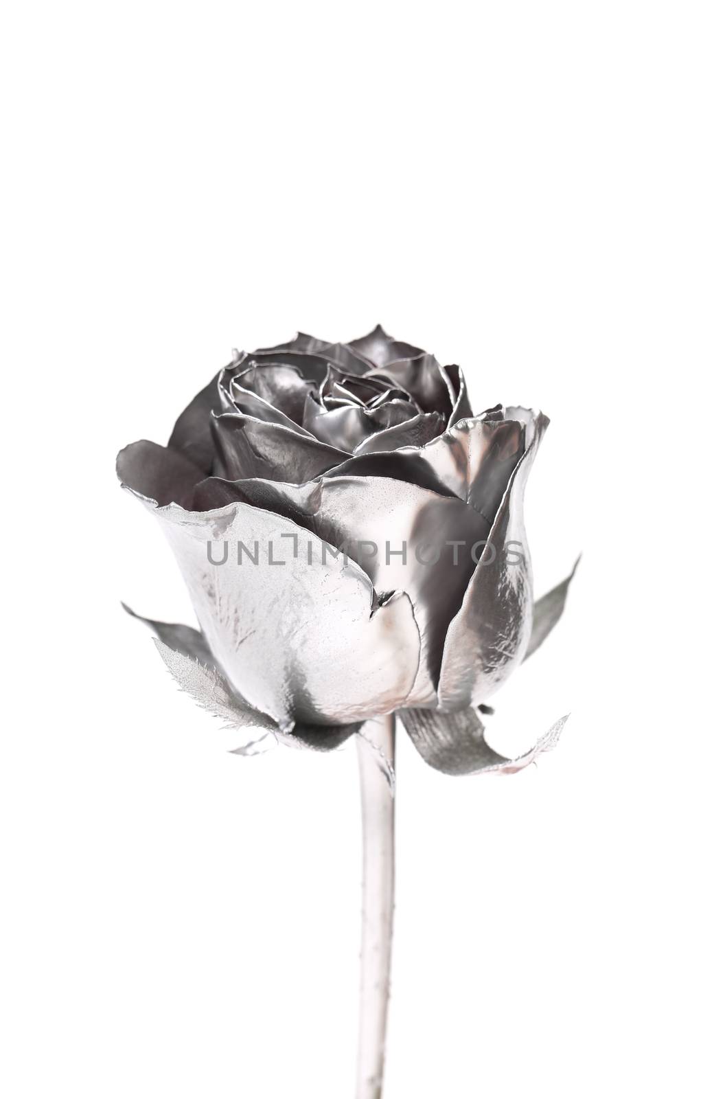 The photo of beautiful silver rose on a white background