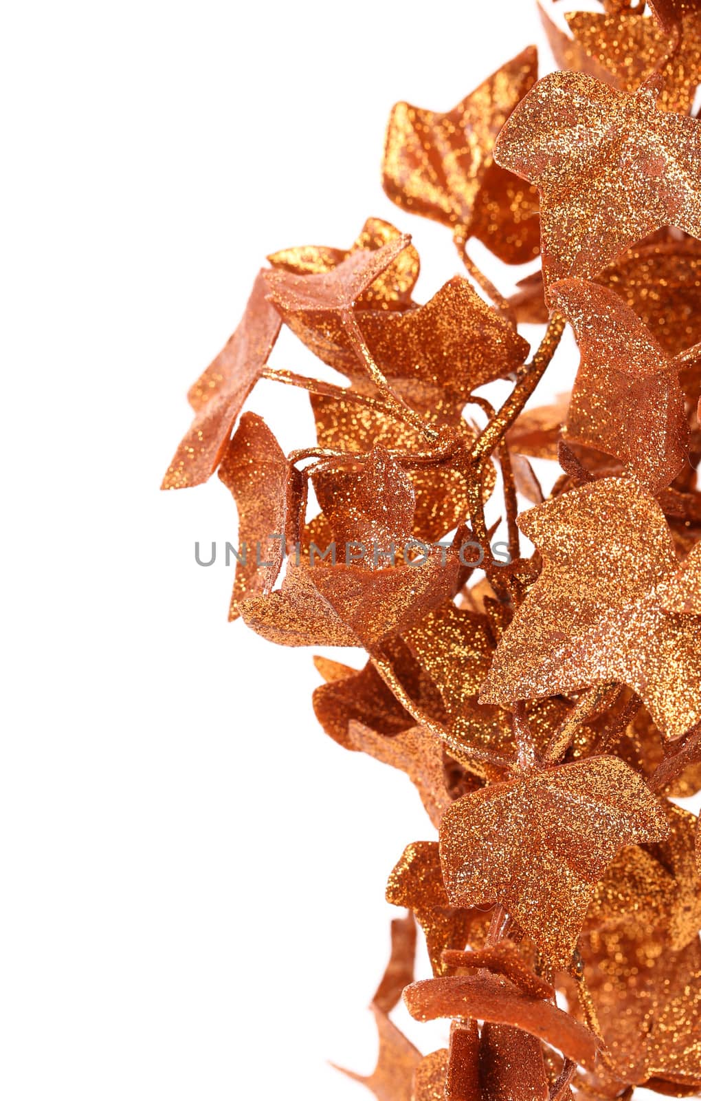 Frame of golden ivy leaves. White background.