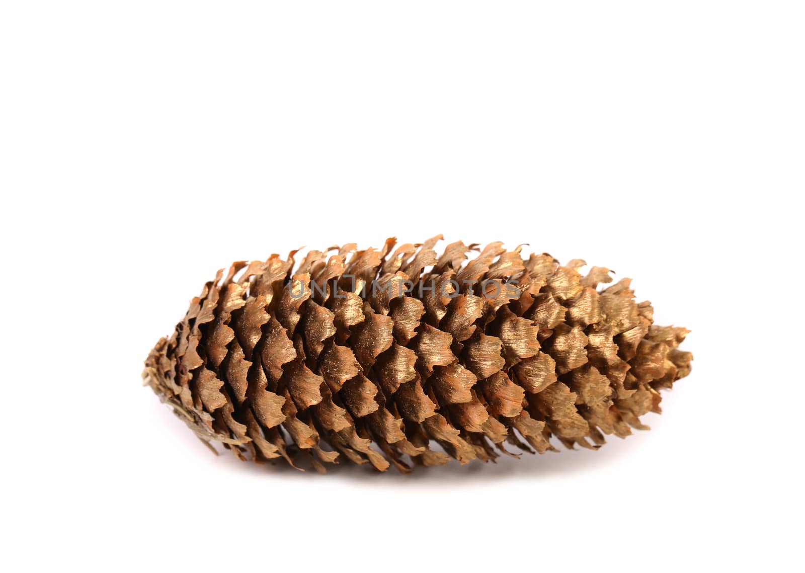 Golden large pine cone. Isolated on a white background.