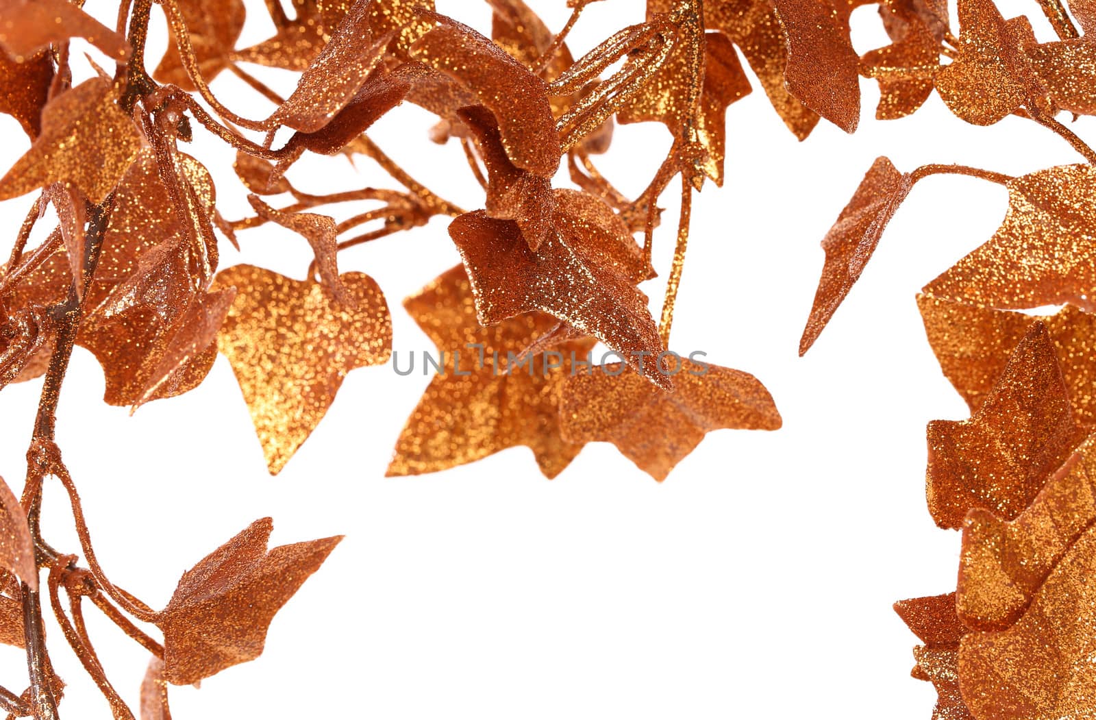 Frame of golden ivy leaves. White background.