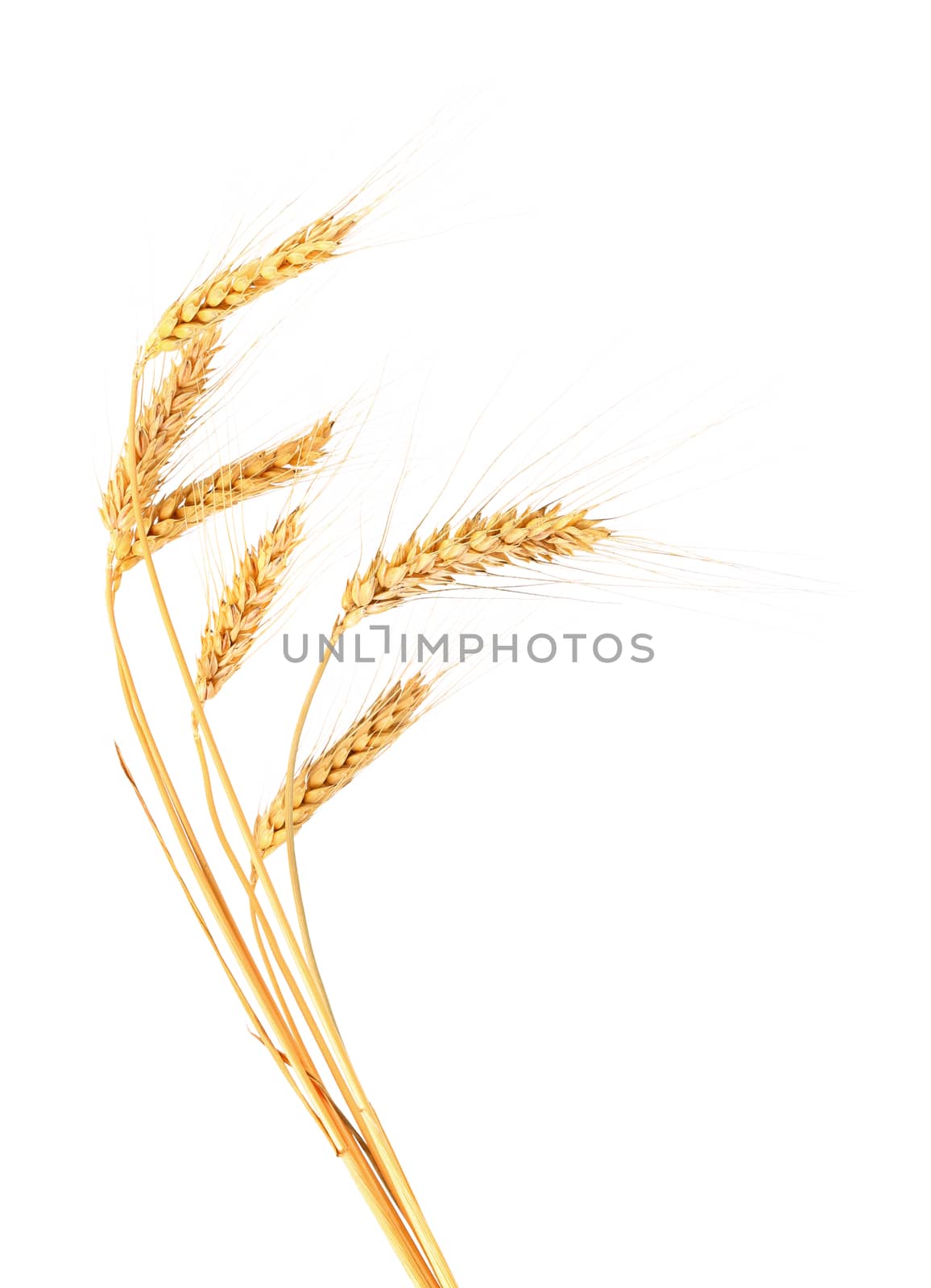 Ears of wheat. Isolated on a white background.