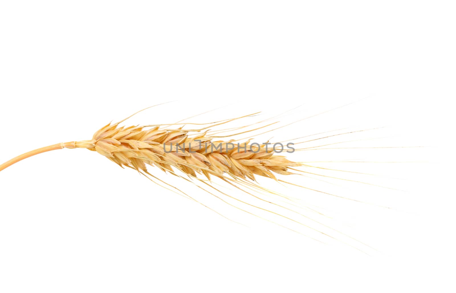 Ear of wheat. Isolated on a white background.