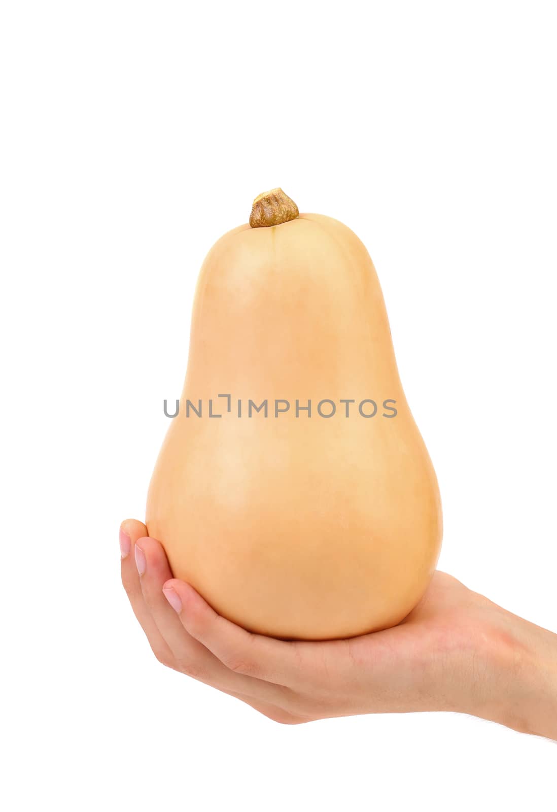 Hand holds butternut pumpkin on a white background.
