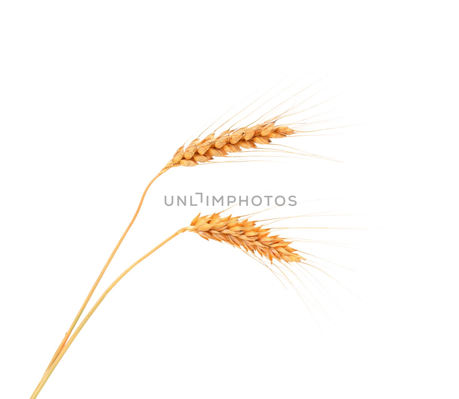 Two ears of wheat. Isolated on a white background.