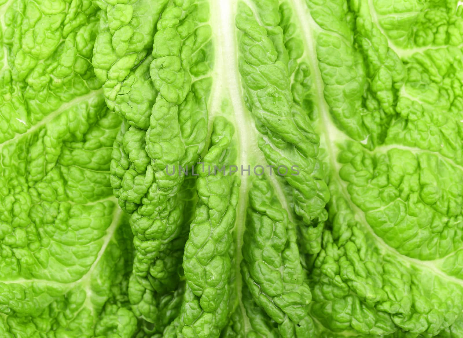 Background of leaf chinese cabbage. Close up.