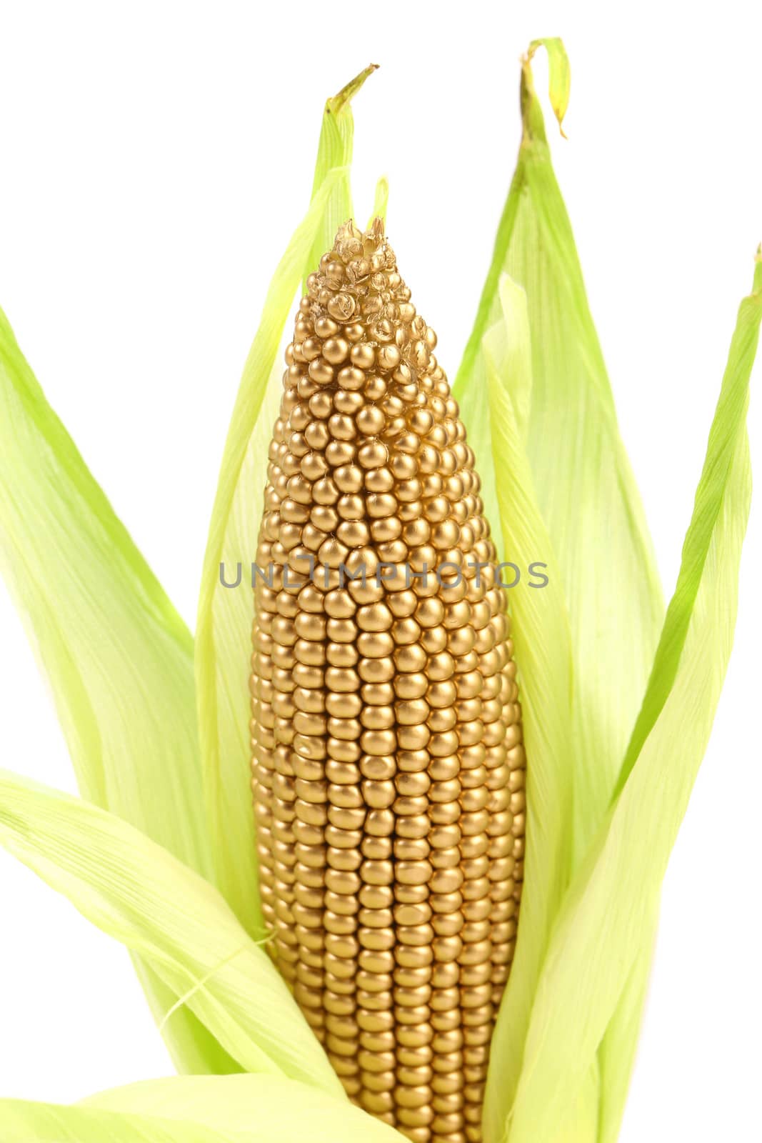 Golden corncob is among fresh leaves. White background.
