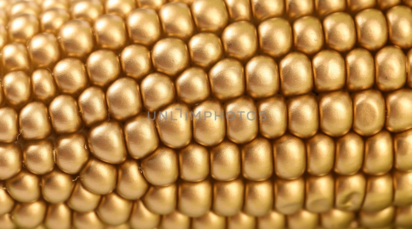 Background of golden corbcob. Macro. Whole background.