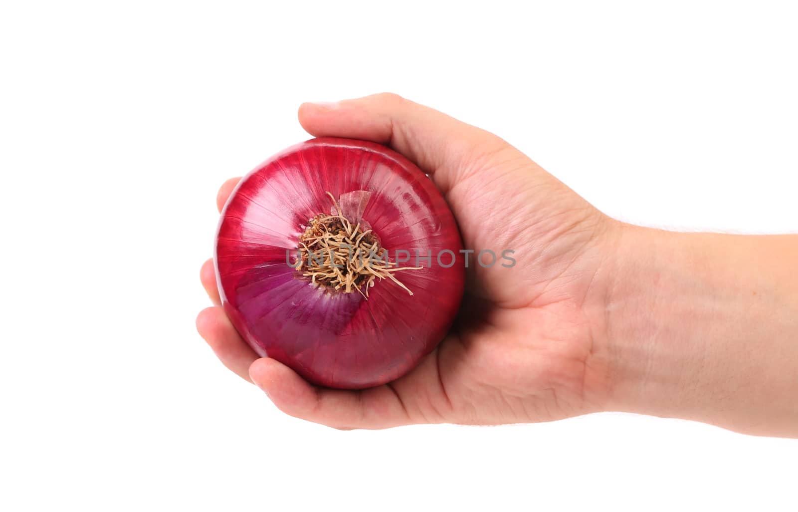 Hand holds red onion. Isolated on a white background.