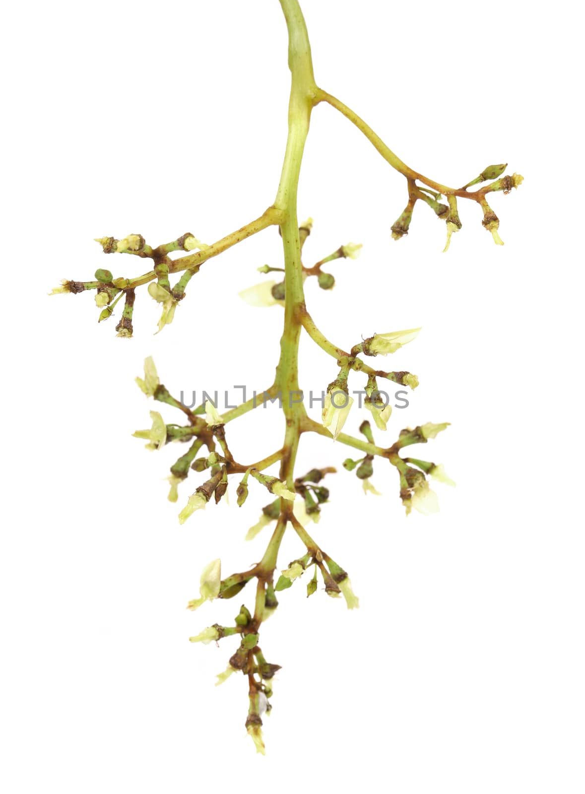 Bunch of grapes without berry. White background.