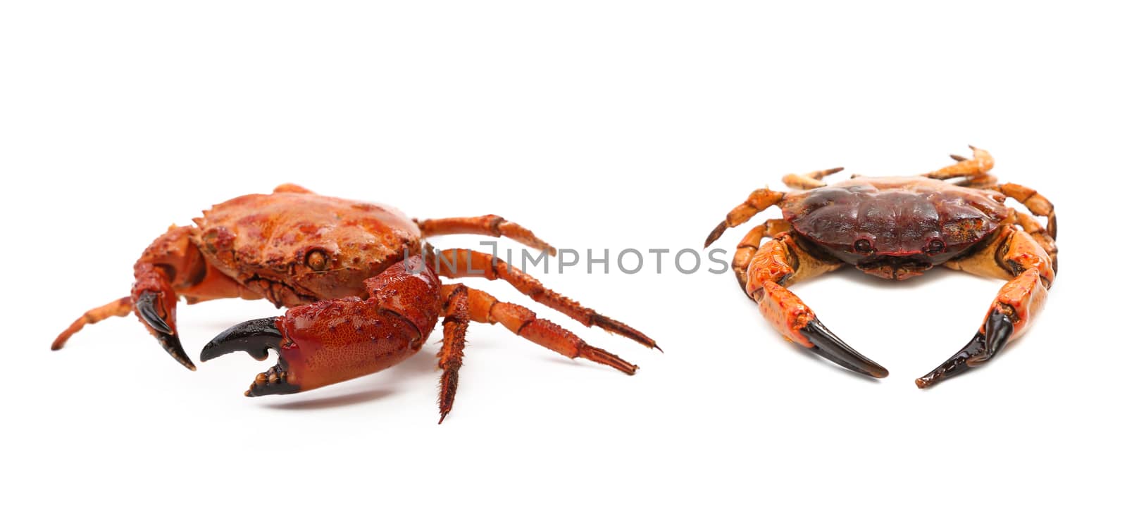 Prepared crabs. Isolated on a white background.