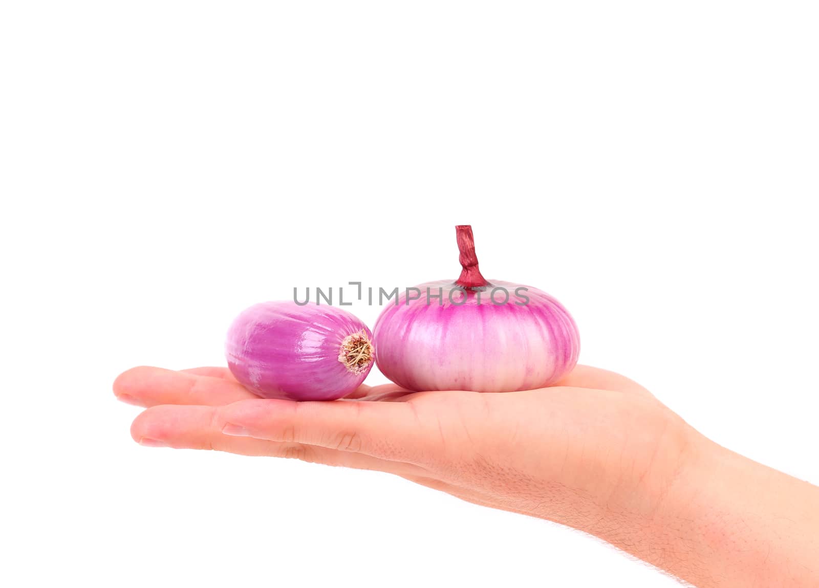 Hand holds red onions. Isolated on a white background.