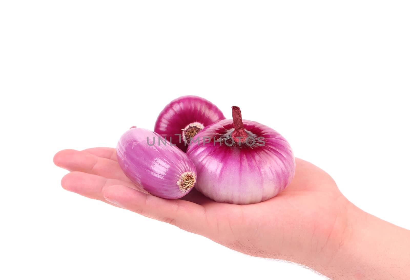 Hand holds red onions. Isolated on a white background.