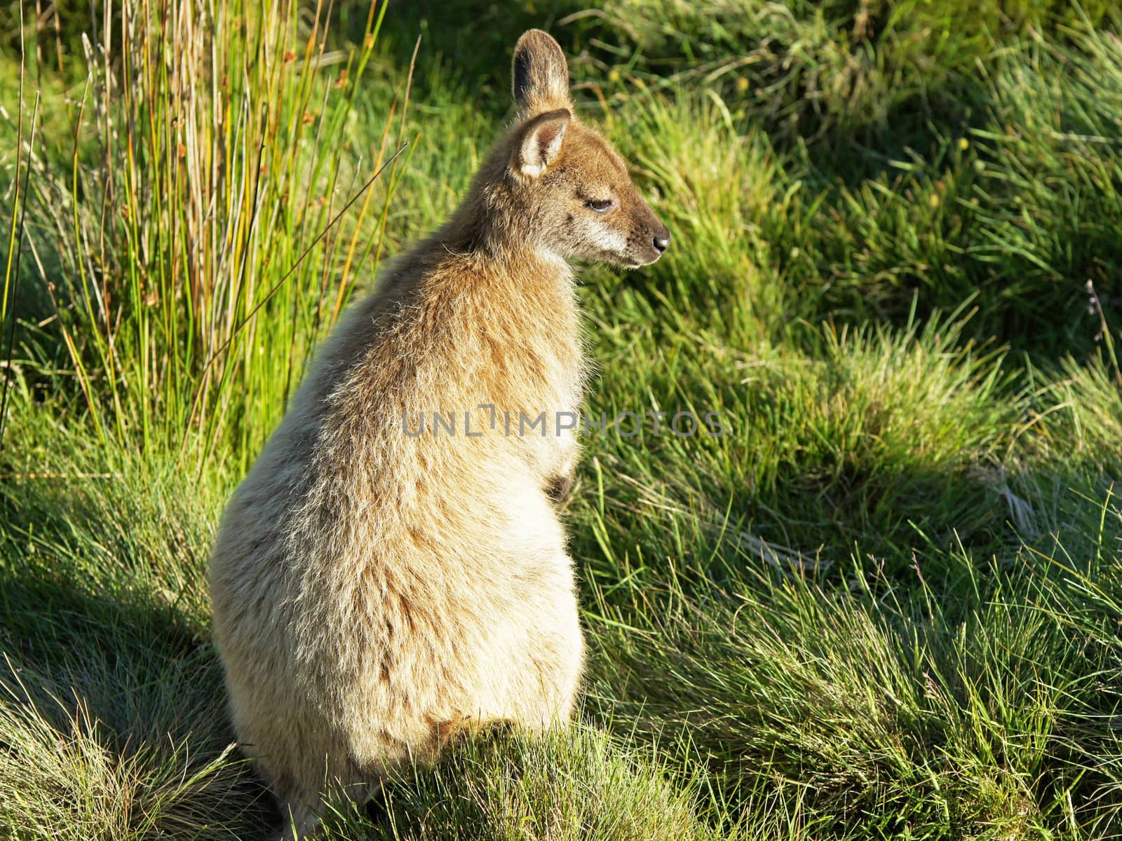 Bennett Wallaby, Cradle Mountain National Park, Tasmania, Australia