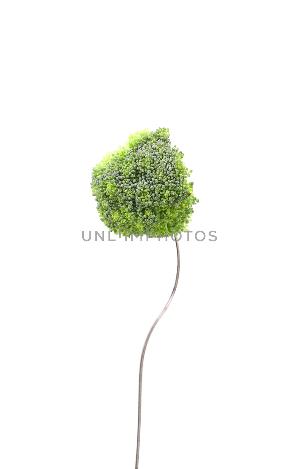 broccoli floret on a fork isolated against white background