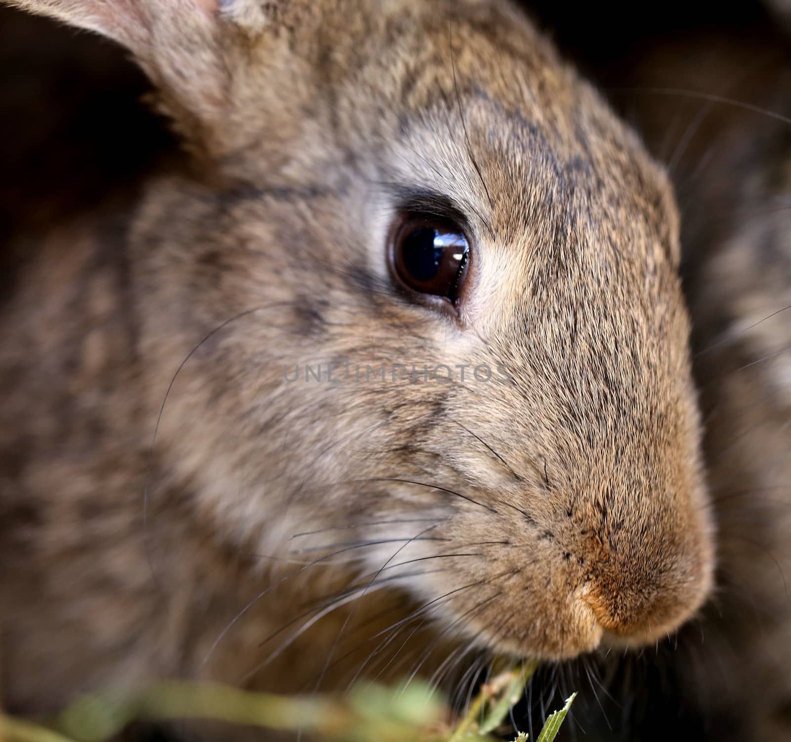Head of brown rabbit. Close up. Whole background.