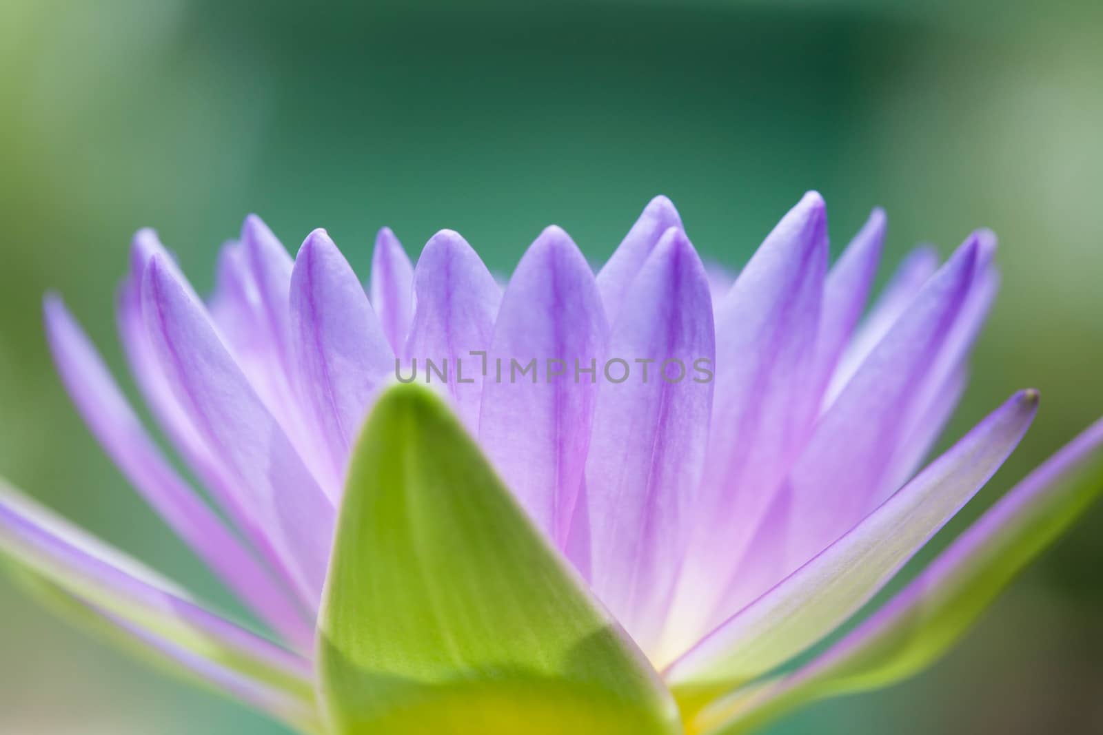 Blossom Purple Lotus