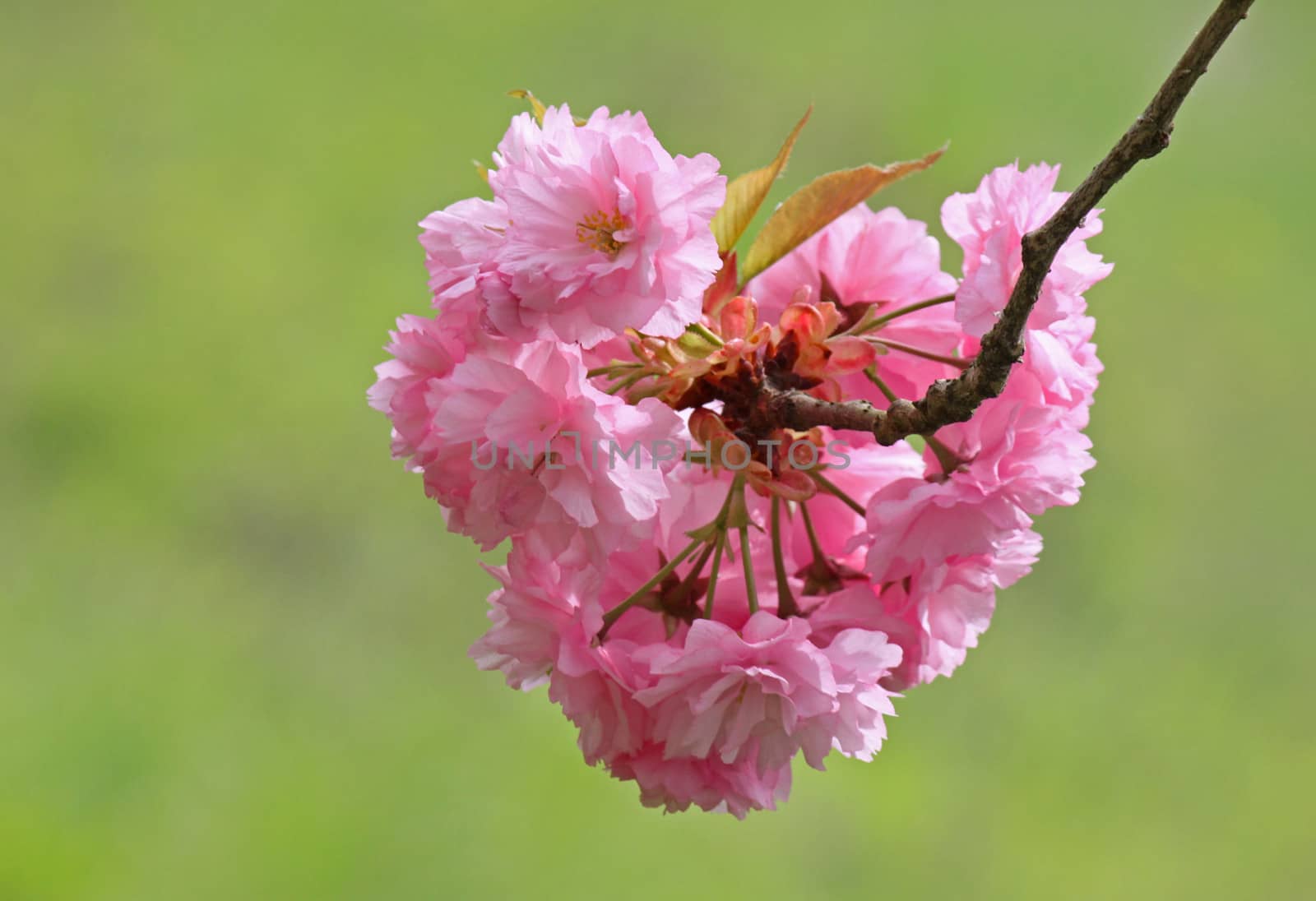 blossoming cherry tree by romantiche