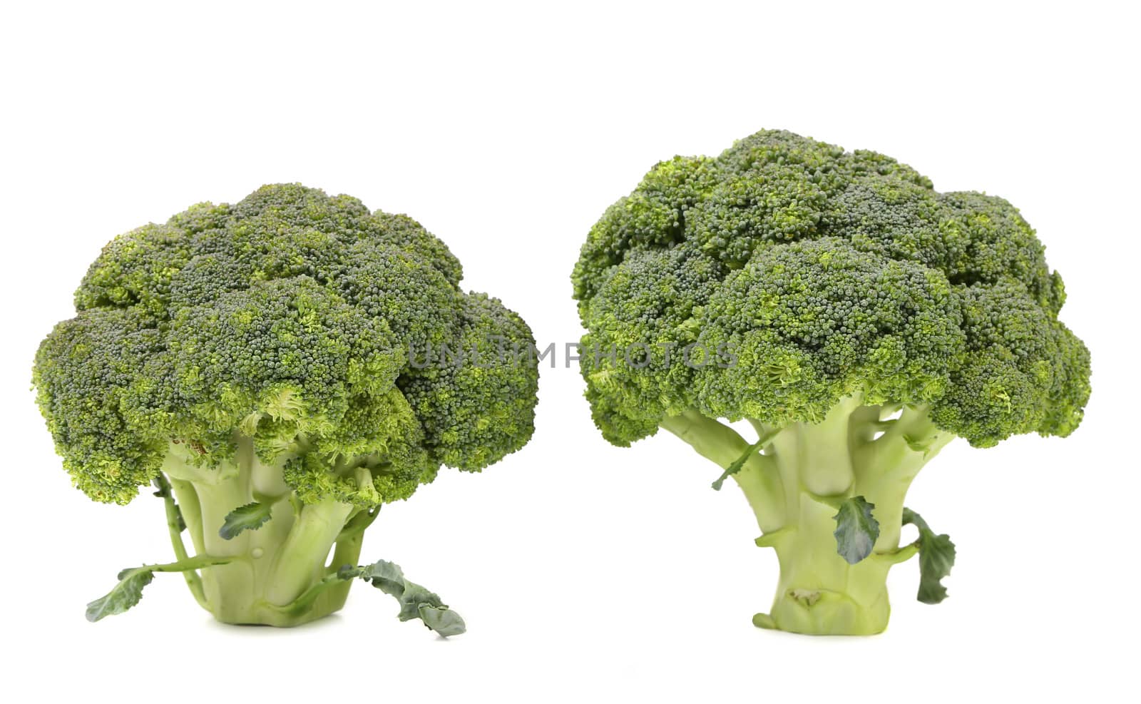 Healthy brocoli. Isolated on a white background.